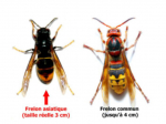 comparatif-frelon