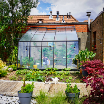 MS305-chat-qui-cours