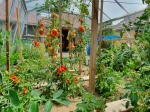 S205 tomates